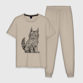 Мужская пижама хлопок с принтом Котенок мейн куна , 100% хлопок | брюки и футболка прямого кроя, без карманов, на брюках мягкая резинка на поясе и по низу штанин
 | 