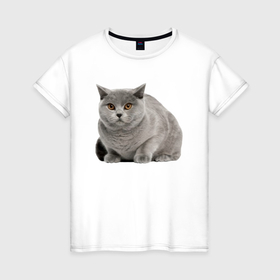 Женская футболка хлопок с принтом Серый кот британский в Кировске, 100% хлопок | прямой крой, круглый вырез горловины, длина до линии бедер, слегка спущенное плечо | 