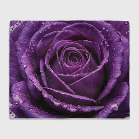 Плед 3D с принтом Фиолетовая роза в каплях воды , 100% полиэстер | закругленные углы, все края обработаны. Ткань не мнется и не растягивается | 