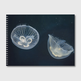 Альбом для рисования с принтом Две медузы аурелии в Петрозаводске, 100% бумага
 | матовая бумага, плотность 200 мг. | Тематика изображения на принте: 